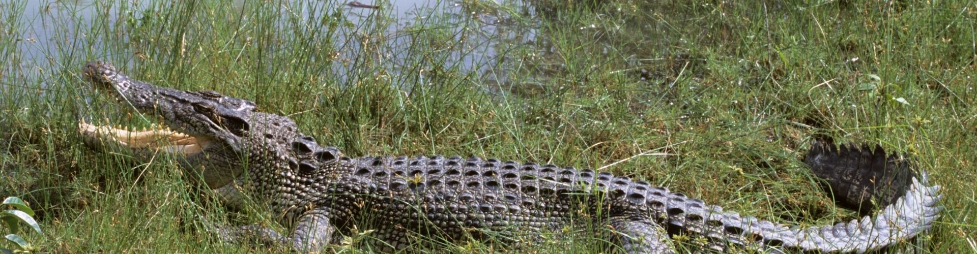 Sundarban