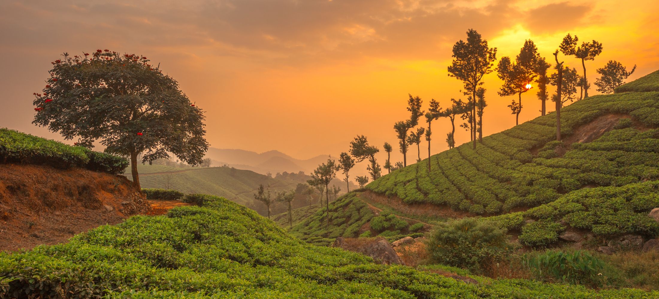 Wayanad Wonders