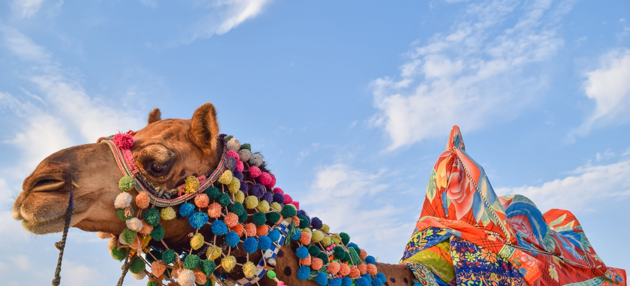 Magical Rann Utsav Trip to Kutch Gujarat
